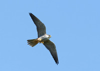 Hobby Falco subbuteo
