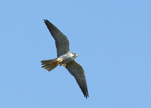 Hobby Falco subbuteo