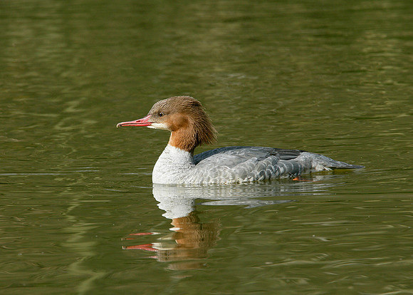 Goosander Mergus merganser
