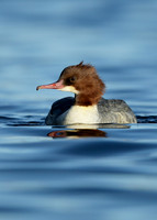 Goosander Mergus merganser