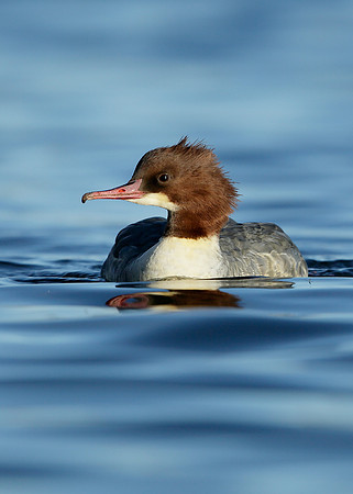 Goosander Mergus merganser
