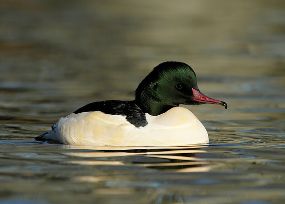 Goosander Mergus merganser