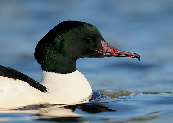 Goosander Mergus merganser