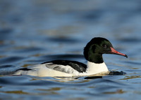 Goosander Mergus merganser