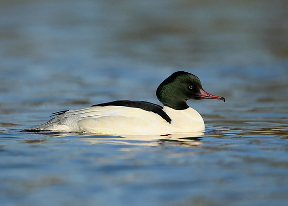 Goosander Mergus merganser