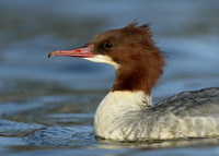 Goosander Mergus merganser