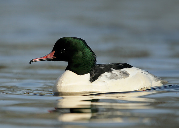 Goosander Mergus merganser