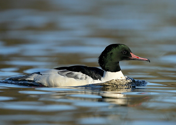 Goosander Mergus merganser
