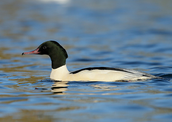 Goosander Mergus merganser