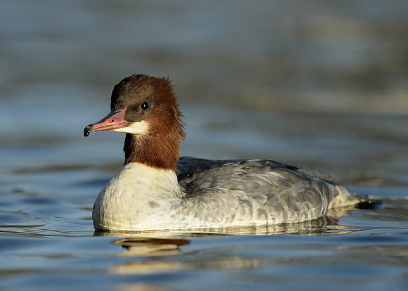 Goosander Mergus merganser