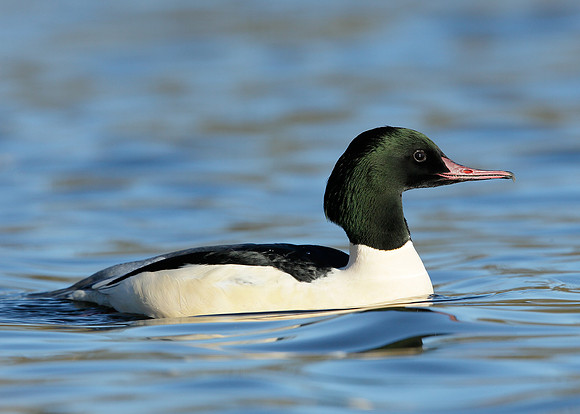 Goosander Mergus merganser