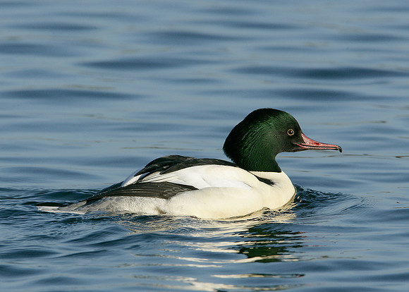Goosander Mergus merganser
