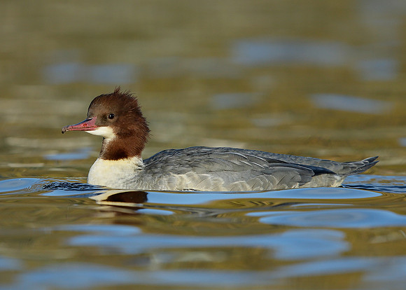 Goosander Mergus merganser