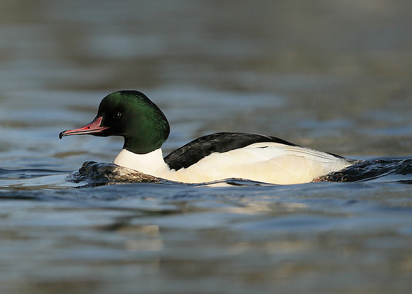 Goosander Mergus merganser