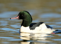 Goosander Mergus merganser