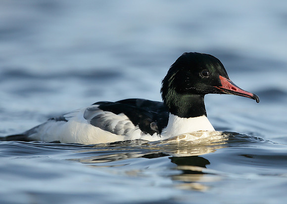 Goosander Mergus merganser