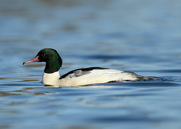 Goosander Mergus merganser