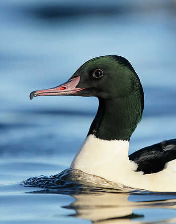 Goosander Mergus merganser