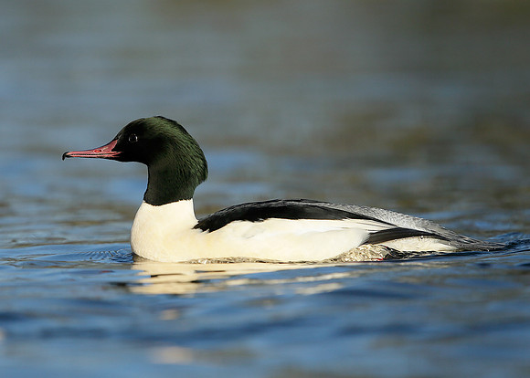 Goosander Mergus merganser