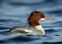 Goosander Mergus merganser