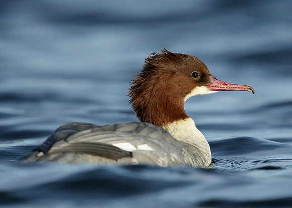 Goosander Mergus merganser
