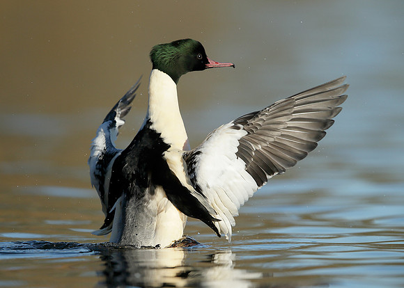 Goosander Mergus merganser