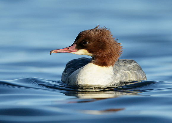 Goosander Mergus merganser