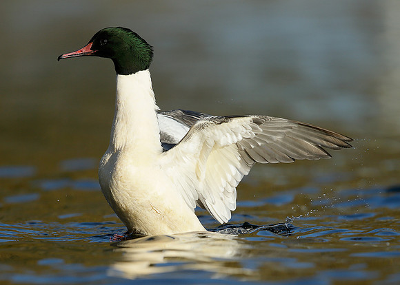 Goosander Mergus merganser