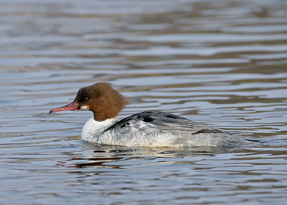 Goosander Mergus merganser