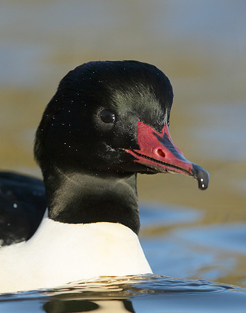 Goosander Mergus merganser