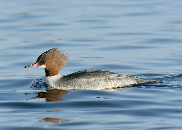Goosander Mergus merganser