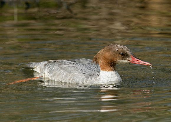 Goosander Mergus merganser