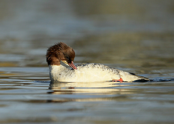 Goosander Mergus merganser