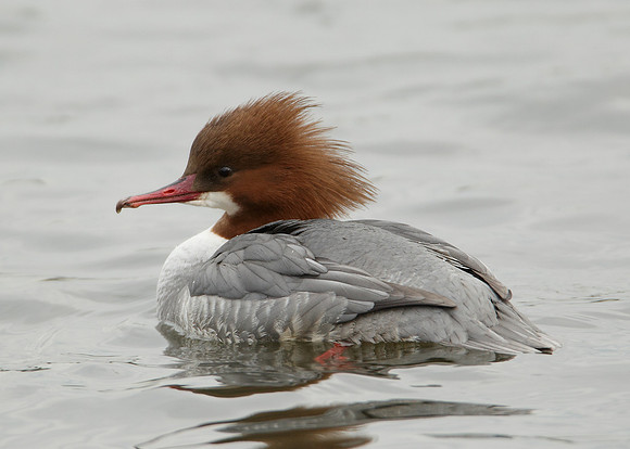 Goosander Mergus merganser