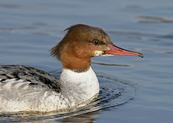 Goosander Mergus merganser