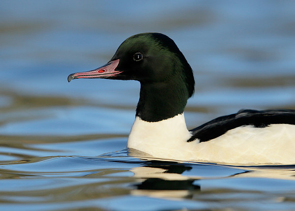 Goosander Mergus merganser