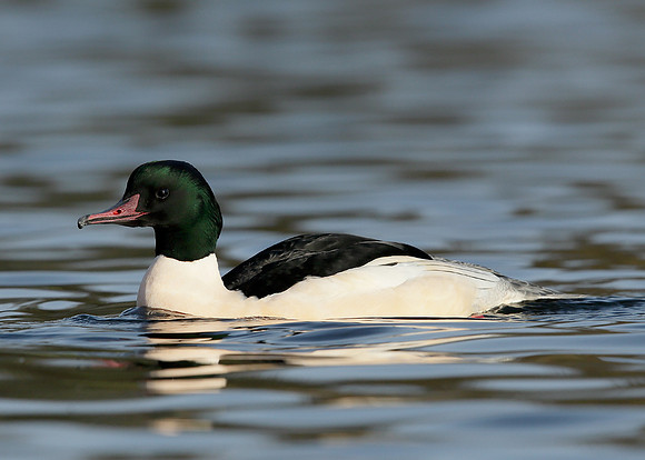 Goosander Mergus merganser