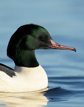 Goosander Mergus merganser