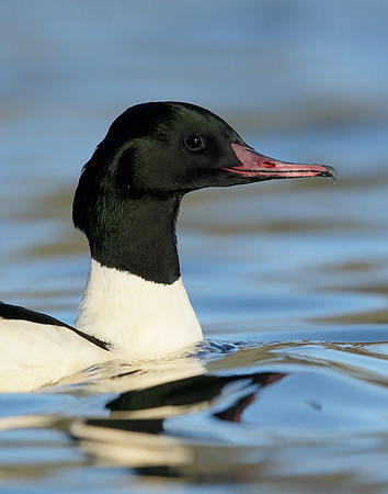 Goosander Mergus merganser