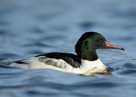 Goosander Mergus merganser