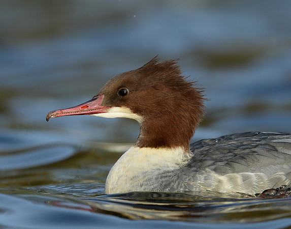 Goosander Mergus merganser