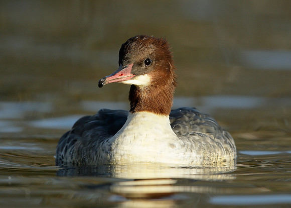Goosander Mergus merganser