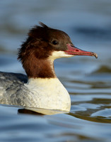 Goosander Mergus merganser