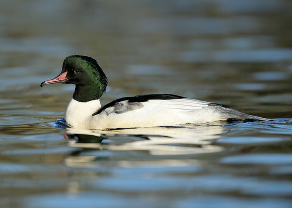 Goosander Mergus merganser