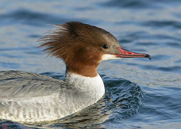 Goosander Mergus merganser