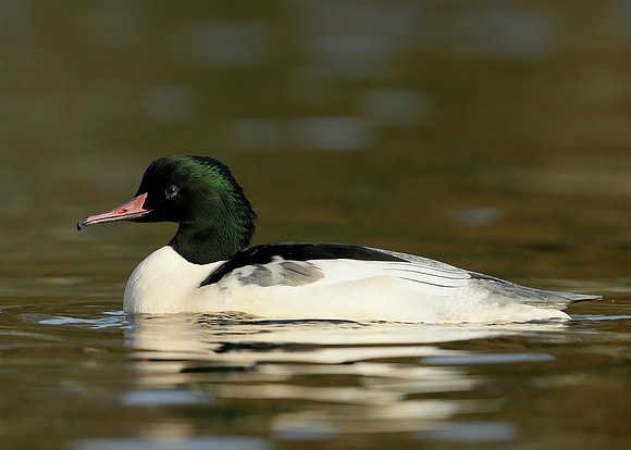 Goosander Mergus merganser