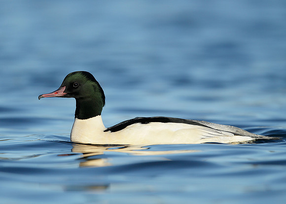 Goosander Mergus merganser