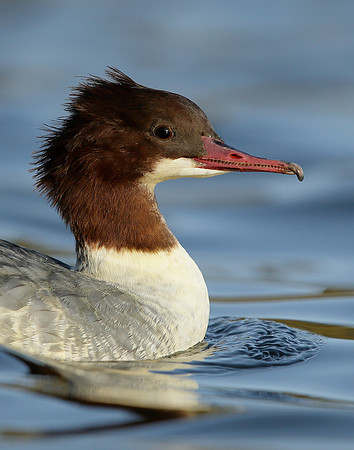 Goosander Mergus merganser