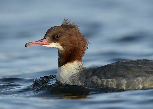 Goosander Mergus merganser