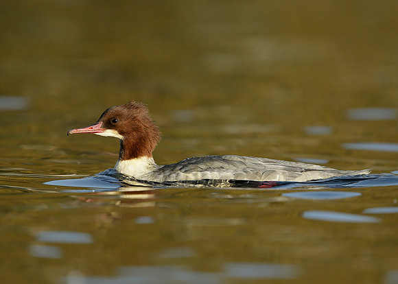 Goosander Mergus merganser